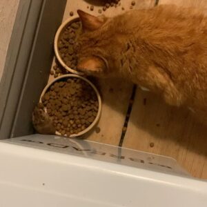 Samantha Morton Instagram - Tom and Nelly  #cats #mice ( mouse was ok in the end!) @arryomes #nellythegingercat