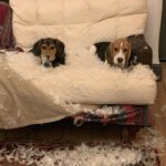 Samantha Morton Instagram – Butter wouldn’t melt. #beagle #rescuedog
