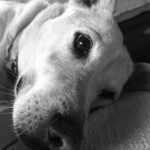 Samantha Morton Instagram – Our darling JC , a rescue res mutt from the Navajo reservation , we found him at the side of the road in 2010 whilst I was filming John Carter of Mars, ( that’s why we called him JC) he’s our angel dog we are so lucky he’s in our life. #internationdogday @arryomes @esme_creedmiles