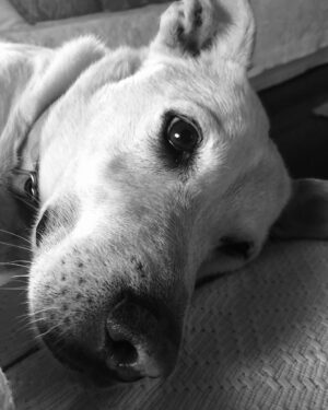 Samantha Morton Instagram - Our darling JC , a rescue res mutt from the Navajo reservation , we found him at the side of the road in 2010 whilst I was filming John Carter of Mars, ( that’s why we called him JC) he’s our angel dog we are so lucky he’s in our life. #internationdogday @arryomes @esme_creedmiles