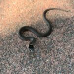 Samantha Morton Instagram – Sooooo tiny, a little snake. Smaller than the palm of my hand….