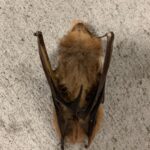 Samantha Morton Instagram – So sad… we found a dead bat. I wanted to pick it up and take it home. So beautiful. Looked asleep. I love Bats , I love nature. 🦋