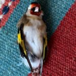 Samantha Morton Instagram - Goldfinch ❤️🙏🦋? Or is it?