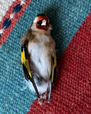 Samantha Morton Instagram - Goldfinch ❤️🙏🦋? Or is it?