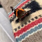 Samantha Morton Instagram – Good morning 🦋