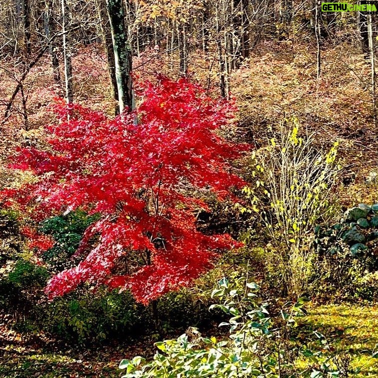 Samantha Smith Instagram - Look at this guy, such a showoff 🍁