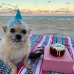 Samantha Smith Instagram - Everyone needs to know that today is my furnephew’s 12th birthday and he deserves to be celebrated! Happiest Birthday, Tiggie! 🎉♥️