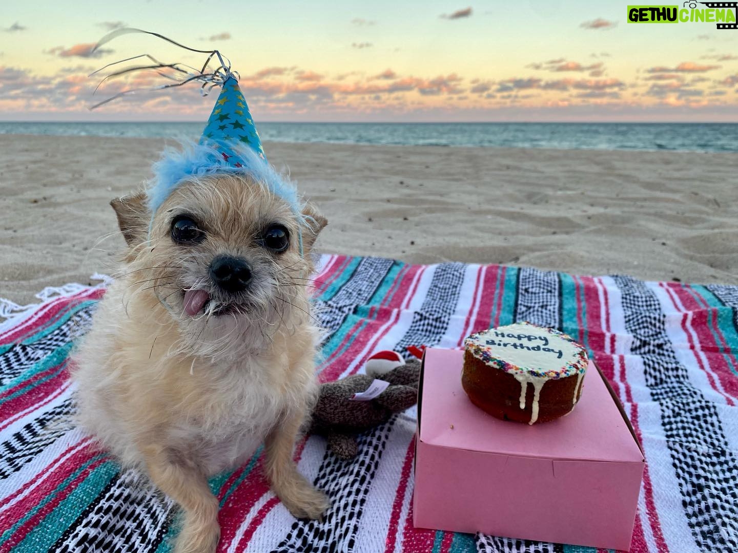 Samantha Smith Instagram - Everyone needs to know that today is my furnephew’s 12th birthday and he deserves to be celebrated! Happiest Birthday, Tiggie! 🎉♥️