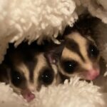 Samantha Smith Instagram - Please help me welcome our newest adoptees. They are SO SMOL. No photos holding them because they move so fast they are always blurry. We’re smitten. #suggies