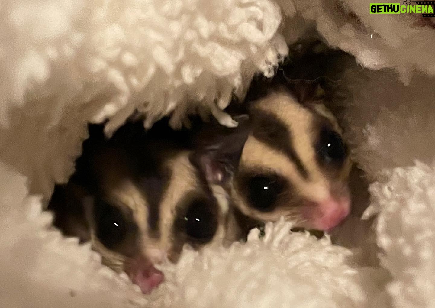 Samantha Smith Instagram - Please help me welcome our newest adoptees. They are SO SMOL. No photos holding them because they move so fast they are always blurry. We’re smitten. #suggies