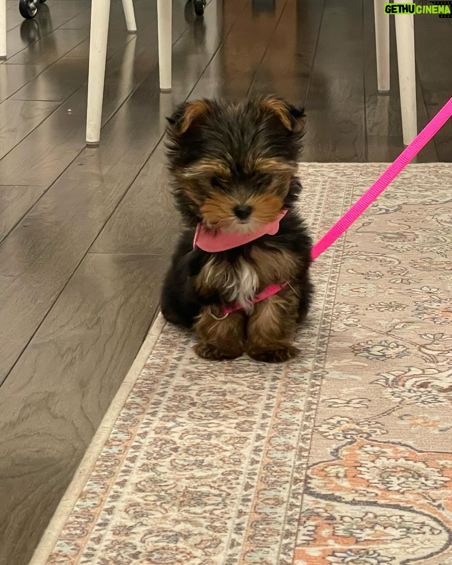 Sami Gayle - 6.7K Likes - Have quite the treat for Halloween this year 😊
Introducing: Mocha Cookie
(aka Licorice’s sister)