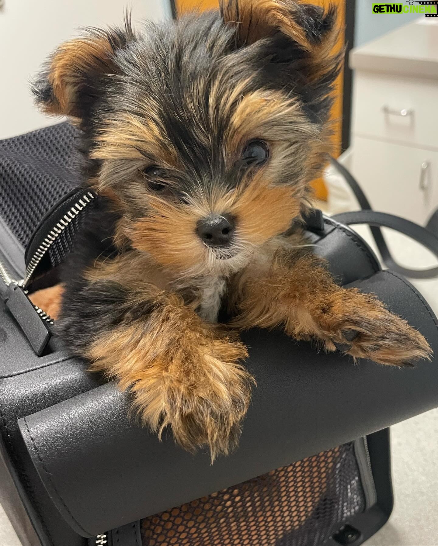 Sami Gayle - 6.7K Likes - Have quite the treat for Halloween this year 😊
Introducing: Mocha Cookie
(aka Licorice’s sister)