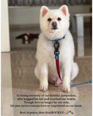 Sana Instagram - You’ll be missed ROCKSY 🐾