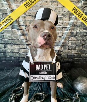 Sanai Victoria Instagram - Happy belated Spooky Day 👻🤪
I hope y’all had an amazing Halloween!
.
.
#halloween #halloweencostume #haloween2020 #sashafierce #pitbullsofinstagram #pitbulladvocate #mygirl #mypartnerincrime #dogcostume #explorepage #explore #instadaily 🎃👻 🐶 🐾 Swipe👈🏽