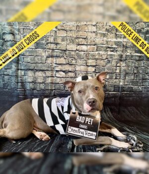 Sanai Victoria Instagram - Happy belated Spooky Day 👻🤪
I hope y’all had an amazing Halloween!
.
.
#halloween #halloweencostume #haloween2020 #sashafierce #pitbullsofinstagram #pitbulladvocate #mygirl #mypartnerincrime #dogcostume #explorepage #explore #instadaily 🎃👻 🐶 🐾 Swipe👈🏽