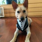 Sandra Nováková Instagram – Tenhle super pes stále hledá nový domov😢 @utulekbouda 

Majlo ❤ HLEDÁ AKUTNĚ DOČASNOU PÉČI ČI RODINU ❤

🍀 Majlo byl před časem zachráněn z romské osady a asi si tam nezažil nic pěkného. Přesto je ale akční, chytrý a zvědavý. Velice rychle se učí nové triky, zná práci s klikrem a velkou spoustu povelů, pro jídlo/pamlsek udělá cokoliv, na vodítku netahá a je zvyklý i na košík a klec.
Naprosto zbožňuje společnost svého člověka, kterého bude provázet na každém kroku a bránit ho stůj co stůj 🥰
 
Majlo je reaktivní v situacích, kdy se bojí, kdy narazí na něco/někoho neznámého, při rychlých pohybech rukou, proto Majlíkovi hledáme rodinu zkušenou a ochotnou s Majlem pracovat a navzájem se učit. Majlo hledá spřízněné duše, které ho neopustí… ☺
 
Pro Majlíka hledáme rodinu s dalším pejskem 🐶, který mu bude každý den ukazovat, že není potřeba se bát, a se kterým si bude moct hrát, protože to on má moc rád. Malí pejsci mu vůbec nevadí, velkých se na procházkách bojí a ze strachu na ně vyjíždí, ale v jiném prostředí, když se očuchají, s nimi už pak problém nemá. 
Určitě by mu udělal dobře život v domě se zahradou mimo ruch města, kde si se svým psím kámošem bude moci pohrát, počuchat a zaštěkat. Ani náhodou ale nepohrdne ani gaučem, Majlovi tedy hledáme domov takový, kde bude žít uvnitř po boku své rodiny. 😘
 
✨Majlo je dvouletý kříženec menší velikosti (11 kg), je kastrovaný, očkovaný, odčervený a čipovaný. Minulý rok prodělal operaci kosti přední nohy, ve které má artrózu, proto si sem tam nožičku ulevuje a je potřeba mu dopřát výživu pro kosti, ale nebrání mu to v tom běhat jako o život, jak za míčkem, tak i za jiným psím kamarádem. 
Majlík půjde do nové rodiny po podpisu adopční smlouvy a uhrazení paušální náhrady nákladů spojených s péčí o psa ve výši 4.200 Kč. Aktuálně se nachází v Jihlavě. 

🙏 V případě zájmu o adopci Majla nám prosím napište zprávu, pošleme Vám dotazník pro zájemce o adopci. 

Děkujeme! 💜