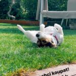 Sandra Nováková Instagram – Né každý z naší rodiny miluje plavání…😂🙈😂 

#boruvka #hateswimming #😂 #doginstagram #jackrussell #jackrussellterrier