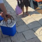 Sanela Diana Jenkins Instagram - Go live darling lol operation save the octopus from dumb tourists was successful . best 20 dollars I ever spent was buying this octopus from fisherman allowing bunch of crazy people just taking selfies and torturing it on the street . if you are going to eat the animal just kill it mercifully and eat it already don’t kill it and torture it for fun and dumb selfie ughrrrr