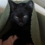 Sanela Diana Jenkins Instagram - we might have to change her name from mowgli to something more feminine and regal . This cat is so stunning and so so so gentle and sweet. how is it possible for feral kitten to be so beautiful and loving? we still have not figured out how this kitten ended up in our garage and in our lifes . but we are so glad she did .