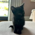 Sanela Diana Jenkins Instagram - Hi everyone. My name Mowgli . Eli and @eneyajenkins love Jungle book . And looks like they might be in charge in this house. i am very sweet and cuddly and loving so I think this family will keep me as one of their own . they already have 4 dogs and there is 3 year old girl and a 3 months old baby so what’s another kitty in this house lol . they think I am only 5 weeks old and they have no idea how I survived in such a bad shape or how I ended up in the wheel of their car . thank god they found me before they drove the car . all is good now I got all the medical care I needed and I am doing really well . I got my food I got my toys I even got my room and my bathroom I share with eneya for now because she is obsessed with me and I don’t mind sleeping on her all night and peeing on her bed 😸