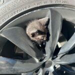Sanela Diana Jenkins Instagram - I guess after vet helps us heal this little creature we will have a new member in our family. that’s a one lucky strayed kitten 😊 to find our car in our garage on thanks giving what she’ll we call it ?
