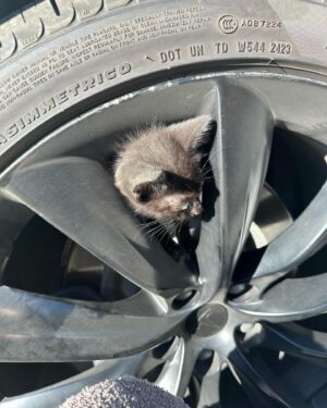 Sanela Diana Jenkins Instagram - I guess after vet helps us heal  this little creature we will have a  new member in our family. that’s a one lucky strayed kitten 😊 to find our car in our garage on thanks giving  what she’ll we call it ?