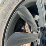 Sanela Diana Jenkins Instagram - I guess after vet helps us heal this little creature we will have a new member in our family. that’s a one lucky strayed kitten 😊 to find our car in our garage on thanks giving what she’ll we call it ?