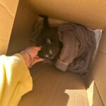 Sanela Diana Jenkins Instagram - I guess after vet helps us heal this little creature we will have a new member in our family. that’s a one lucky strayed kitten 😊 to find our car in our garage on thanks giving what she’ll we call it ?