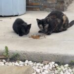Sanela Diana Jenkins Instagram - cat people help !!! what does one do in this situation. we found mom and 2 siblings 37 miles away . they are stray neighborhood cats of one of my employees. now we know mowgli snuck into his car and into our home on thanks giving.