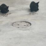 Sanela Diana Jenkins Instagram - cat people help !!! what does one do in this situation. we found mom and 2 siblings 37 miles away . they are stray neighborhood cats of one of my employees. now we know mowgli snuck into his car and into our home on thanks giving.
