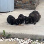 Sanela Diana Jenkins Instagram - cat people help !!! what does one do in this situation. we found mom and 2 siblings 37 miles away . they are stray neighborhood cats of one of my employees. now we know mowgli snuck into his car and into our home on thanks giving.