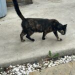 Sanela Diana Jenkins Instagram - cat people help !!! what does one do in this situation. we found mom and 2 siblings 37 miles away . they are stray neighborhood cats of one of my employees. now we know mowgli snuck into his car and into our home on thanks giving.