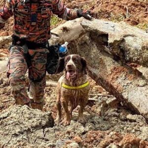 Sangeeta Krishnasamy Instagram - ‼️

❤️🙏 Thank you buddy! Meet Blake our K-9 Hero who worked tirelessly for 2 days locating and rescuing people trapped at the campsite. He reportedly passed out after being hit by exhaustion and is getting some rest now. 
#batangkalilandslide #searchandrescuedog 

‼️Selamat berehat Blake. Blake, antara anjing penyelamat mangsa tanah runtuh.

Blake si hero penyelamat mangsa tanah runtuh di tapak campsite. Blake dilaporkan kepenatan namun tiada kecederaan berlaku terhadapnya sepanjang bertugas dengan penuh kesetiaan.

Anjing K-9 yang berjasa ini direhatkan setelah dua hari bertungkus lumus kerja lebih masa mencari mangsa tertimbus di Tapak Perkhemahan Father's Organic Farm Batang Kali Selangor.

Terima kasih Blake kami ucapkan. Rehat cukup-cukup okay. Jasamu dikenang ❤️

Source : @ohbulanofficial 

Sumber: FB Persatuan Haiwan Malaysia
📸: Media Sosial dan Korporat JBPM

#k9unit #malaysia #royalmalaysianpolice #batangkalitanahruntuh
