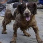Sangeeta Krishnasamy Instagram - ‼️ ❤️🙏 Thank you buddy! Meet Blake our K-9 Hero who worked tirelessly for 2 days locating and rescuing people trapped at the campsite. He reportedly passed out after being hit by exhaustion and is getting some rest now. #batangkalilandslide #searchandrescuedog ‼️Selamat berehat Blake. Blake, antara anjing penyelamat mangsa tanah runtuh. Blake si hero penyelamat mangsa tanah runtuh di tapak campsite. Blake dilaporkan kepenatan namun tiada kecederaan berlaku terhadapnya sepanjang bertugas dengan penuh kesetiaan. Anjing K-9 yang berjasa ini direhatkan setelah dua hari bertungkus lumus kerja lebih masa mencari mangsa tertimbus di Tapak Perkhemahan Father's Organic Farm Batang Kali Selangor. Terima kasih Blake kami ucapkan. Rehat cukup-cukup okay. Jasamu dikenang ❤️ Source : @ohbulanofficial Sumber: FB Persatuan Haiwan Malaysia 📸: Media Sosial dan Korporat JBPM #k9unit #malaysia #royalmalaysianpolice #batangkalitanahruntuh