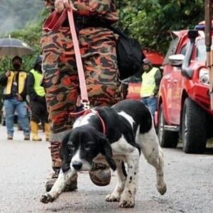 Sangeeta Krishnasamy Instagram - ‼️

❤️🙏 Thank you buddy! Meet Blake our K-9 Hero who worked tirelessly for 2 days locating and rescuing people trapped at the campsite. He reportedly passed out after being hit by exhaustion and is getting some rest now. 
#batangkalilandslide #searchandrescuedog 

‼️Selamat berehat Blake. Blake, antara anjing penyelamat mangsa tanah runtuh.

Blake si hero penyelamat mangsa tanah runtuh di tapak campsite. Blake dilaporkan kepenatan namun tiada kecederaan berlaku terhadapnya sepanjang bertugas dengan penuh kesetiaan.

Anjing K-9 yang berjasa ini direhatkan setelah dua hari bertungkus lumus kerja lebih masa mencari mangsa tertimbus di Tapak Perkhemahan Father's Organic Farm Batang Kali Selangor.

Terima kasih Blake kami ucapkan. Rehat cukup-cukup okay. Jasamu dikenang ❤️

Source : @ohbulanofficial 

Sumber: FB Persatuan Haiwan Malaysia
📸: Media Sosial dan Korporat JBPM

#k9unit #malaysia #royalmalaysianpolice #batangkalitanahruntuh