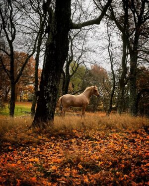 Sanna Lundell Instagram - November. Regn. Naket. Alla hästarna har satt vinterpäls. Kriget rasar. Barn skakar av rädsla på bilderna. Mammor skriker ut sin förtvivlan. Jag står inte ut. I morgon är det 45 år sedan jag föddes på Östersunds lasarett 07.05 på morgonen efter årets första snöstorm. Allt jag önskar mig i födelsedagspresent är fred. Att vi skänker pengar till de som lider nu. Att vi alla tillsammans gör vad ni vi kan för att stoppa slakten av oskyldiga. ❤️❤️❤️