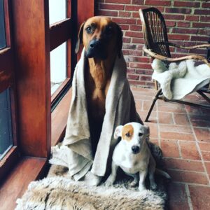 Sanna Lundell Instagram - Whoopie, min älskling, hur har du det? Saknar din limpformade kropp, din råttbesatta hjärna och ditt varma vackra trygga jack russell-hjärta❤️ Du blev min för att du helt och hållet valde mig trots att jag var utmattad och nere i dyn. Och jävlar vad din livskraft satte fart på mig. Vad din gränslösa kärlek plåstrade om allt trasigt. Så robust och knäpp på samma gång. Love love love you änglapojke. #fuckcancer