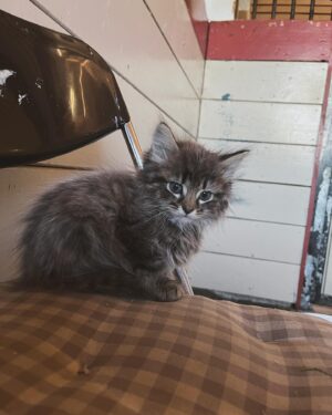 Sanna Lundell Instagram - Ghost o Pricken! Två ljuvliga Maine Coon-blandisar söker sina nya människor❤️Pojkarna är redo att flytta i början av juli och är då chippade, vaccinerade och avmaskade. Otroligt sociala, keliga och mysiga. Ghost blir långhårig och har en vacker silverfärg över kroppen, tigrerat ansikte och Maine Coon-tofsar. Pricken blir en väldigt vacker korthårig brunspotted. Skicka ett DM om du längtar efter kattenergi❤️