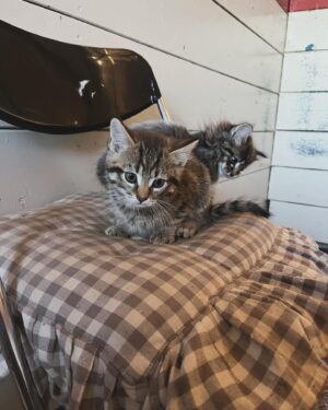 Sanna Lundell Instagram - Ghost o Pricken! Två ljuvliga Maine Coon-blandisar söker sina nya människor❤️Pojkarna är redo att flytta i början av juli och är då chippade, vaccinerade och avmaskade. Otroligt sociala, keliga och mysiga. Ghost blir långhårig och har en vacker silverfärg över kroppen, tigrerat ansikte och Maine Coon-tofsar. Pricken blir en väldigt vacker korthårig brunspotted. Skicka ett DM om du längtar efter kattenergi❤️