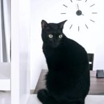 Santhy Balachandran Instagram - Orange cats are widely known to have only one brain cell. Meet Nimboo -- a void with an orange soul. #blackistheneworange #nimboogram