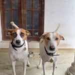 Santhy Balachandran Instagram - Squishies ❤️ Eternally grateful for these darling puppers and their happy tails 😊 #indiesofinstagram #mishtigram #burfigram