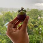 Santhy Balachandran Instagram - Had my first taste of Mangosteen today. Where have you been all my life, you sweet, tart, creamy, juicy bite of delight? ❤️