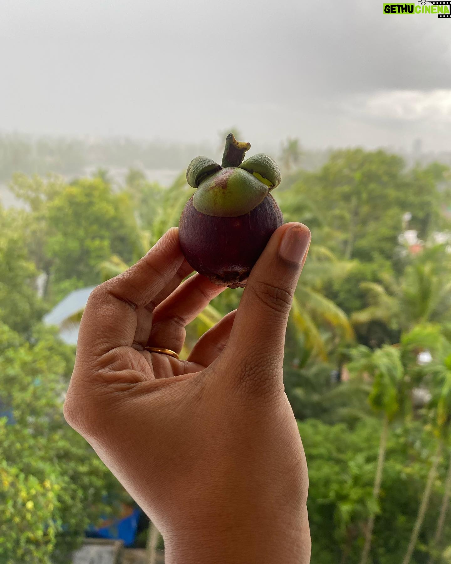 Santhy Balachandran Instagram - Had my first taste of Mangosteen today. Where have you been all my life, you sweet, tart, creamy, juicy bite of delight? ❤️