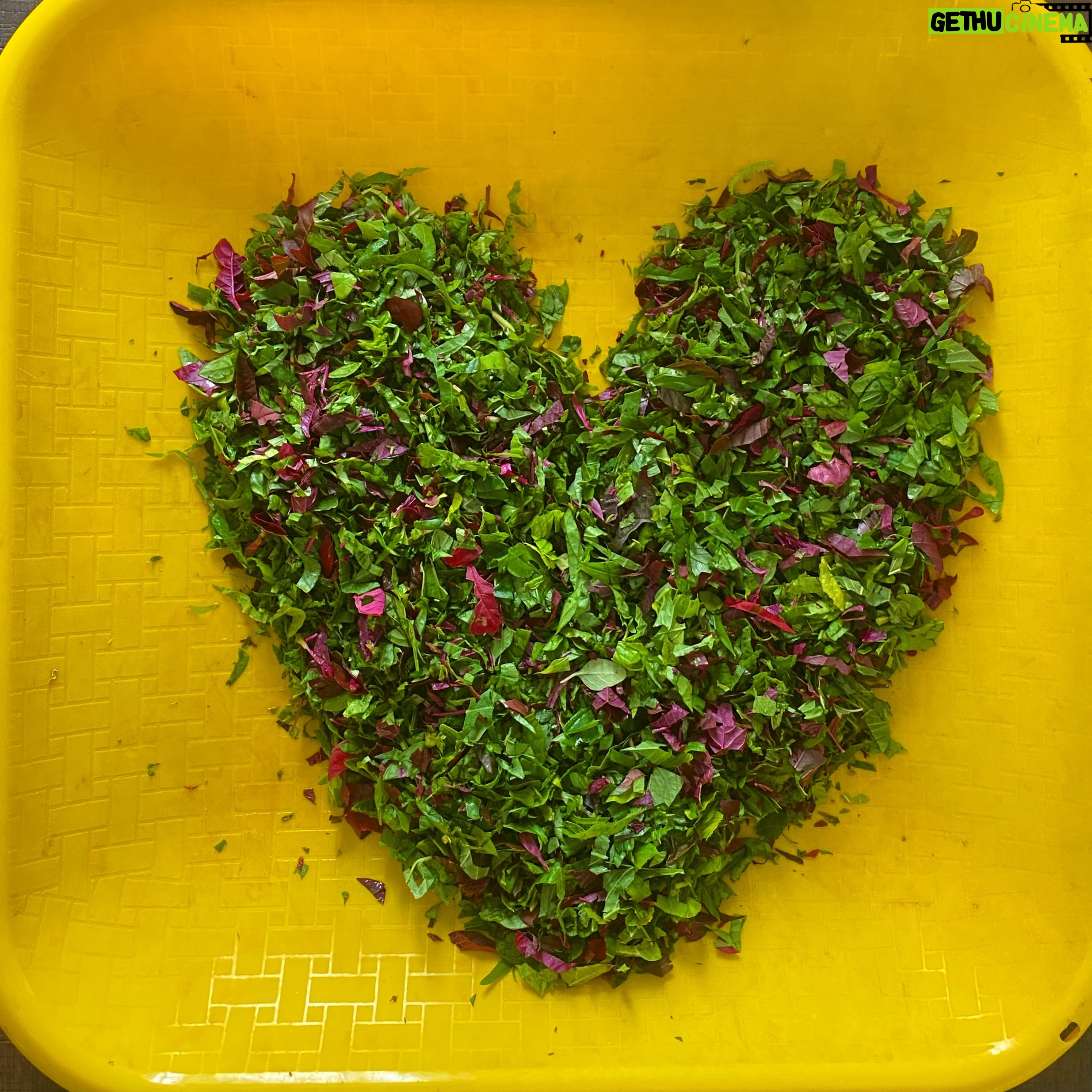 Santhy Balachandran Instagram - A labour of love: Purple and Green spinach from Achan and Amma’s balcony garden ❤️
