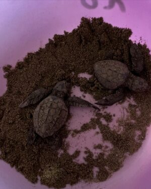 Sara Rue Instagram - We helped some freshly hatched baby turtles make it into the ocean today... so, yeh, we are basically heroes NBD 🇲🇽🐢🌊