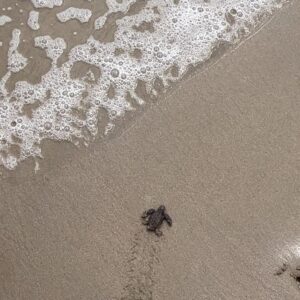 Sara Rue Instagram - We helped some freshly hatched baby turtles make it into the ocean today... so, yeh, we are basically heroes NBD 🇲🇽🐢🌊