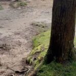 Sara Barradas Instagram – Temos passeado bastante! 💚

Já não vínhamos a São Miguel há 12 anos! Muita coisa mudou, mas a ilha continua deslumbrante na sua essência.

O cozido das Furnas continua a ser uma grande atração e este lugar é mágico porque a natureza borbulha debaixo da terra.

Uma coisa sabíamos que precisávamos: um carro para explorar a ilha! A @autatlantisrentacar tratou-nos de tudo de modo a termos o carro pronto no aeroporto assim que chegámos, o qual devolveremos no mesmo sítio quando formos embora. Mais fácil não podia ter sido 👌🏼 Com cadeirinha para a Lua e tudo 🥰

Vamos aproveitar os últimos cartuchos, porque tudo o que é bom acaba depressa 😜