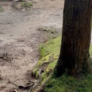 Sara Barradas Instagram - Temos passeado bastante! 💚

Já não vínhamos a São Miguel há 12 anos! Muita coisa mudou, mas a ilha continua deslumbrante na sua essência.

O cozido das Furnas continua a ser uma grande atração e este lugar é mágico porque a natureza borbulha debaixo da terra.

Uma coisa sabíamos que precisávamos: um carro para explorar a ilha! A @autatlantisrentacar tratou-nos de tudo de modo a termos o carro pronto no aeroporto assim que chegámos, o qual devolveremos no mesmo sítio quando formos embora. Mais fácil não podia ter sido 👌🏼 Com cadeirinha para a Lua e tudo 🥰

Vamos aproveitar os últimos cartuchos, porque tudo o que é bom acaba depressa 😜