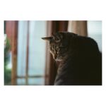 Sara Dietschy Instagram - I was so excited to get this roll back but uhh.. Mr Judy kinda stole the show 😸