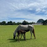 Sara Jane Ho Instagram - Malaysia highlights - riding polo ponies, Ipoh street food, and nightlife that reminds me of clubbing in Beijing 20 years ago 😍